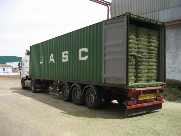 alfalfa premium, alfalfa de exportación